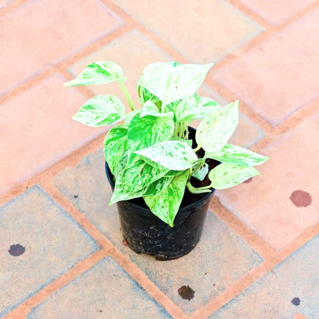 Money Plant White in 4 Inch Nursery Pot