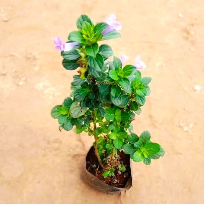 Barleria Cristata Blue / Philippine Violet in 5 Inch Nursery Bag