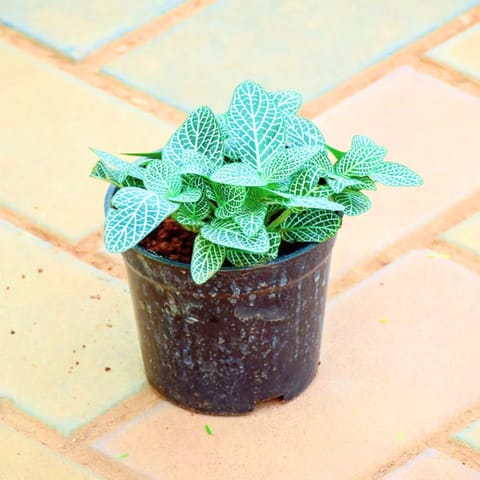Fittonia / Nerve Plant White in 4 Inch Nursery Pot