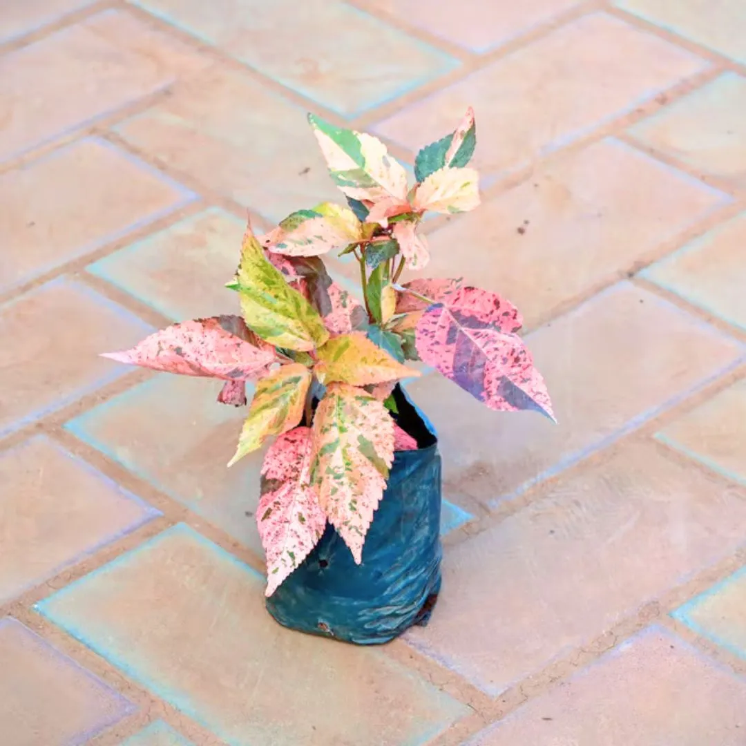Acalypha in 3 Inch Nursery Bag
