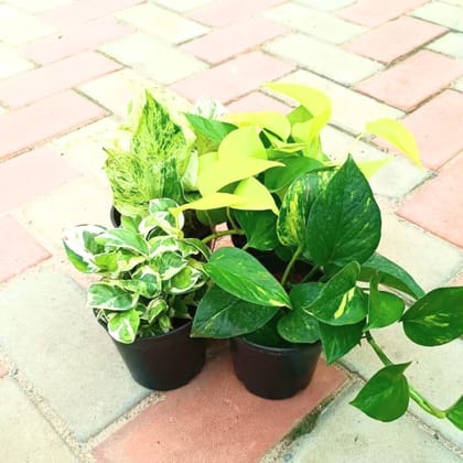 Money Special - Set of 4 - Money Plant (Desi, Njoy, Golden & White) in 4 Inch Nursery Pot