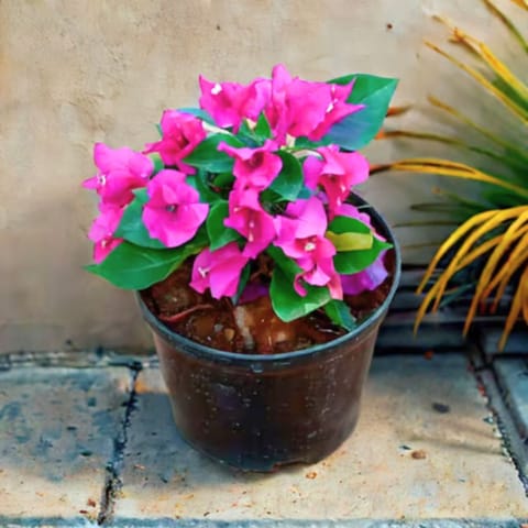 Bougainvillea Pink Dwarf in 5 Inch Nursery Pot