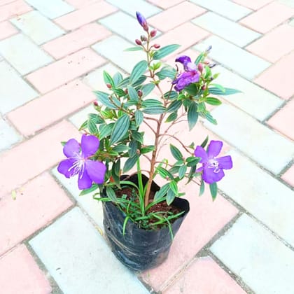 Milestone/ Princess Flower Blue in 6 Inch Nursery Bag