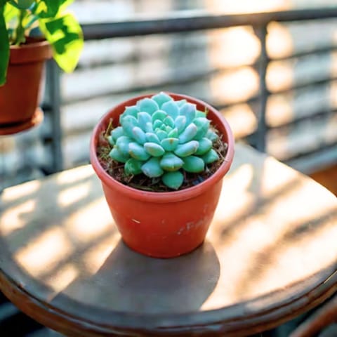 Vishnu Kamal Succulent in 3 Inch Nursery Pot