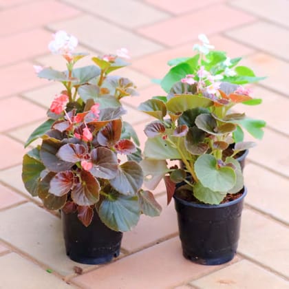 Set of 4 - Begonias (any colour) in 4 Inch Nursery Pot