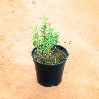 Rosemary in 6 Inch Nursery Pot