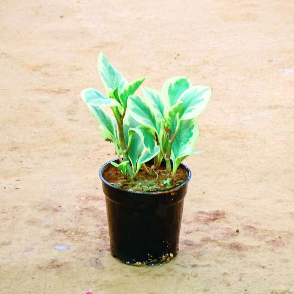 Peperomia / Radiator Plant White in 6 Inch Nursery Pot Peperomia / Radiator Plant White in 6 Inch Nursery Pot