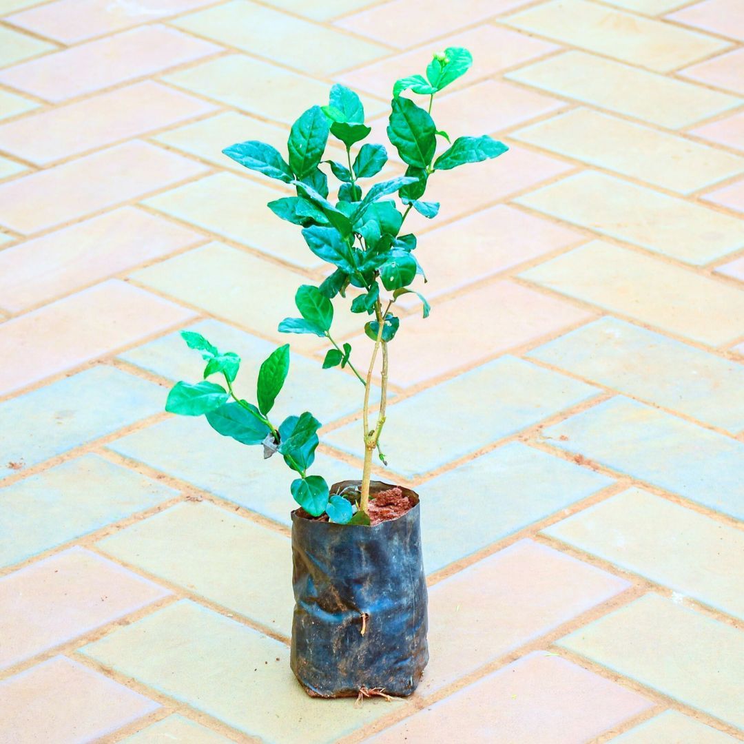 Mogra / Jasmine in 4 Inch Nursery Bag