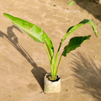 Traveller Palm in 8 Inch Nursery Bag