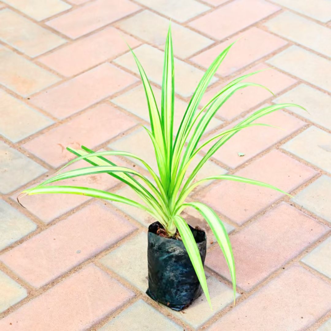 Pandanus / Screwpine in 4 Inch Nursery Bag