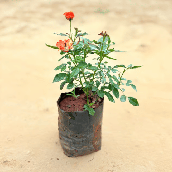 Desi Rose (any colour) in 5 Inch Nursery Bag