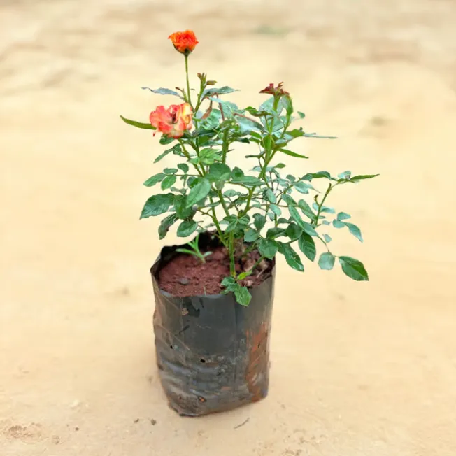 Desi Rose (any colour) in 5 Inch Nursery Bag