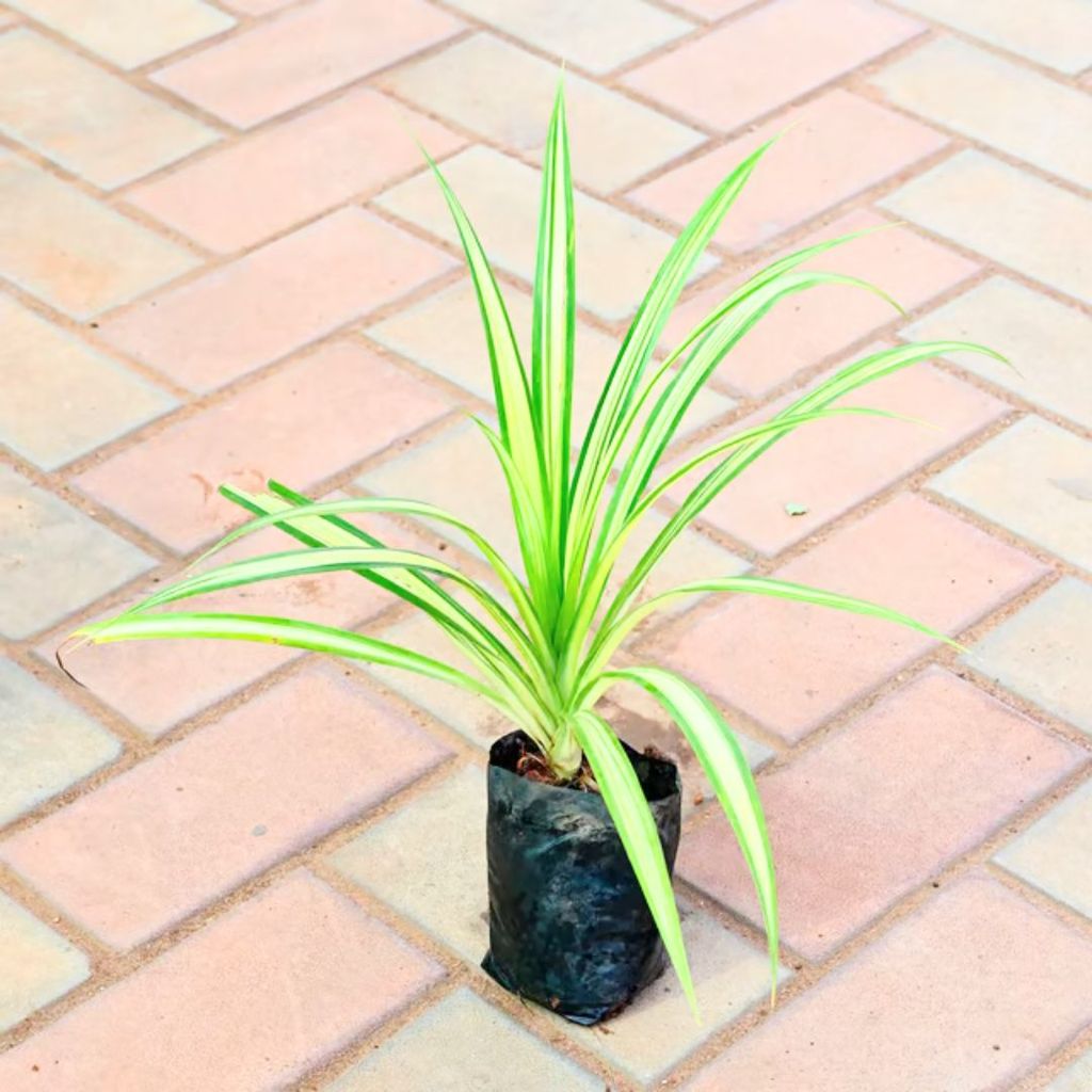 Pandanus / Screwpine in 4 Inch Nursery Bag Pandanus / Screwpine in 4 Inch Nursery Bag