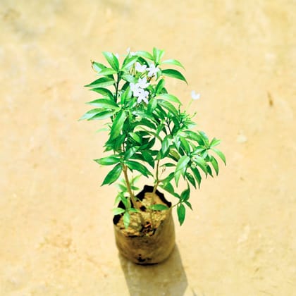 Chandni Dwarf in 4 Inch Nursery bag