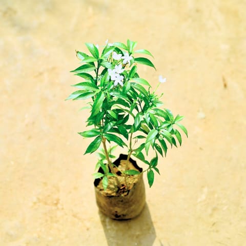 Chandni Dwarf in 4 Inch Nursery bag