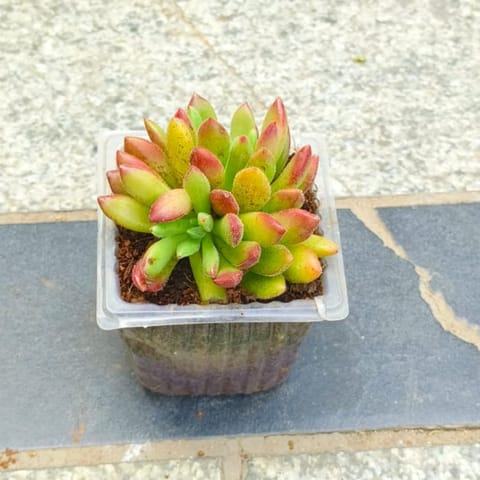 Echeveria Red Succulent in 3 inch Nursery Bag