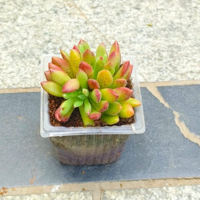 Echeveria Red Succulent in 3 inch Nursery Bag