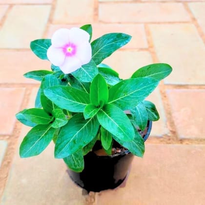 Vinca / Periwinkle / Sadabahar Pink (colour may vary) in 4 Inch Nursery Pot