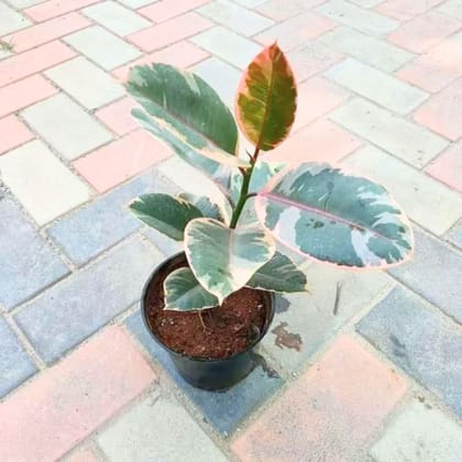 Rubber Variegated Pink Red in 6 Inch Nursery Pot