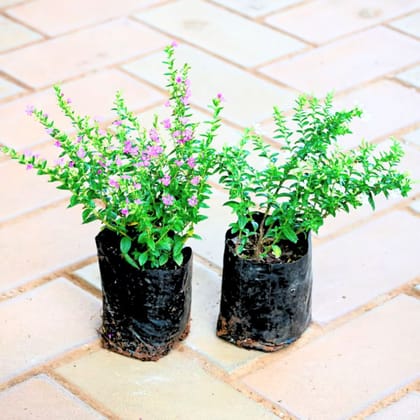 Set of 2 - Cuphea / False Heather (Pink & White) in 4 Inch Nursery bag