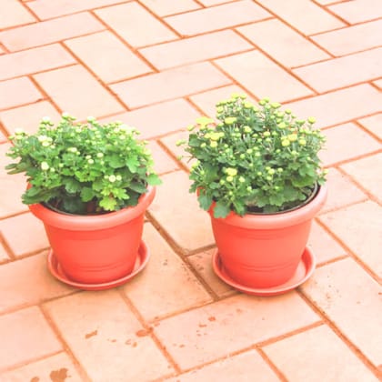 Set of 2 - Chrysanthemum (White & Yellow) in 7 Inch Classy Red Plastic Pot with Tray