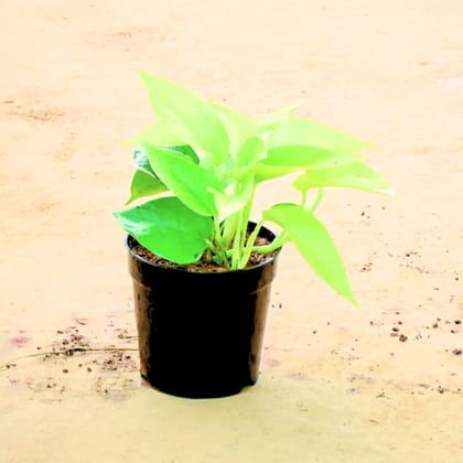 Money Plant Golden in 4 Inch Nursery Pot