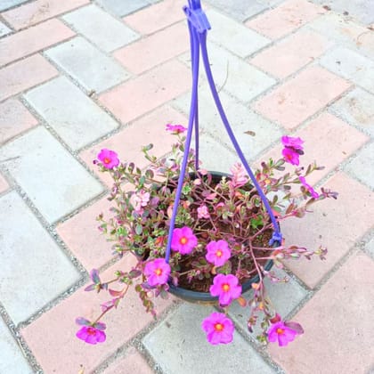 Portulaca (any colour) in 6 Inch Hanging basket