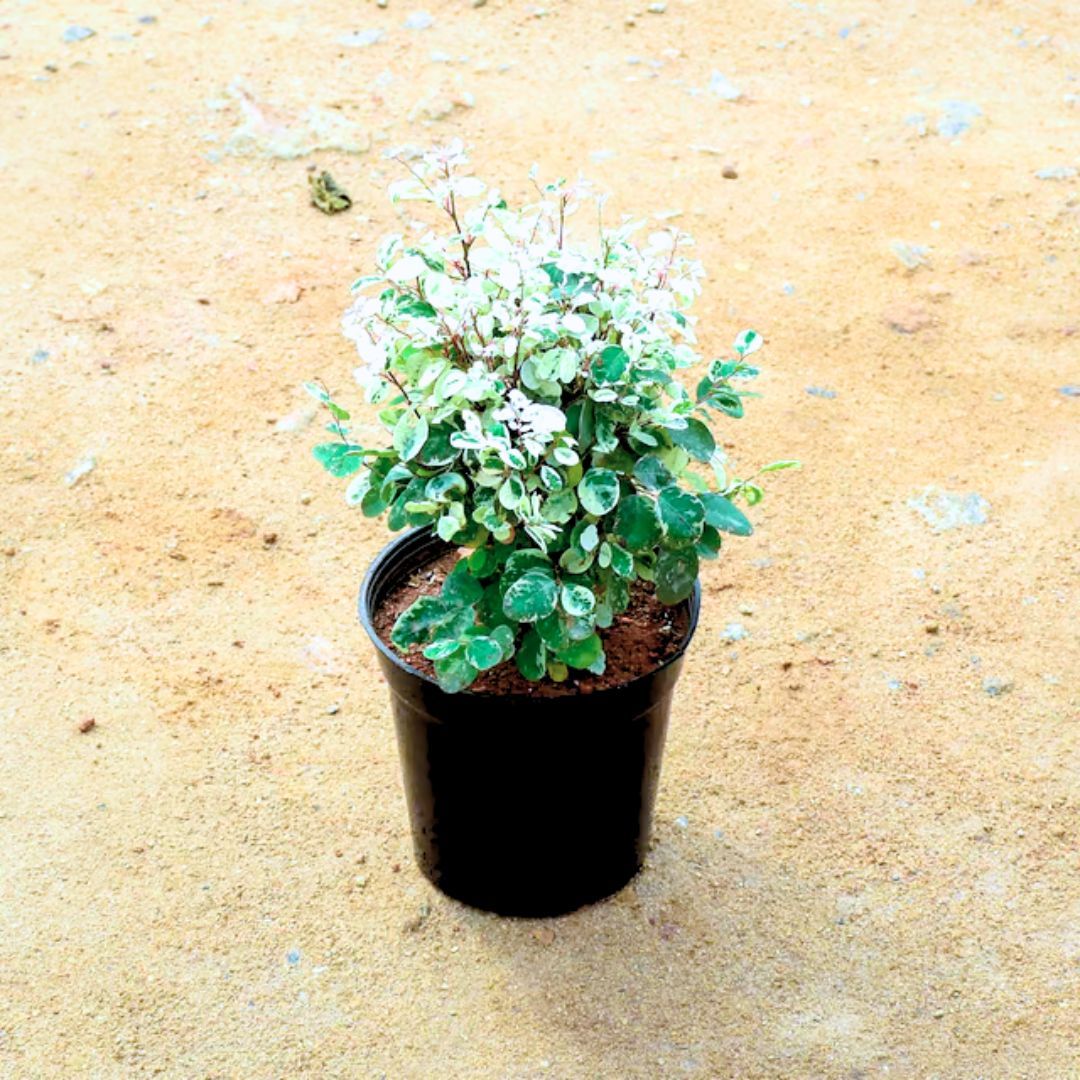 Vishnu Bush in 6 Inch Nursery Pot