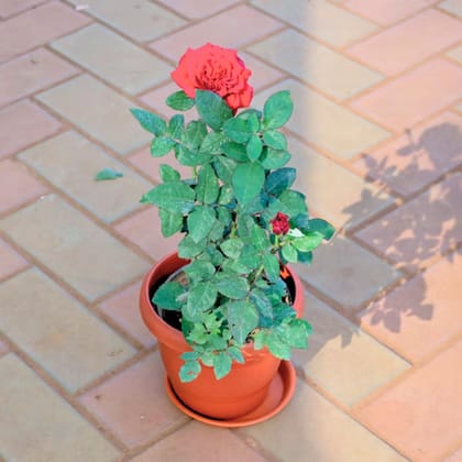 Rose Desi Red in 10 Inch Classy Red Plastic Pot with Tray