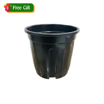 Free Gift - 6 Inch Black Super Nursery Pot - Flash Sale