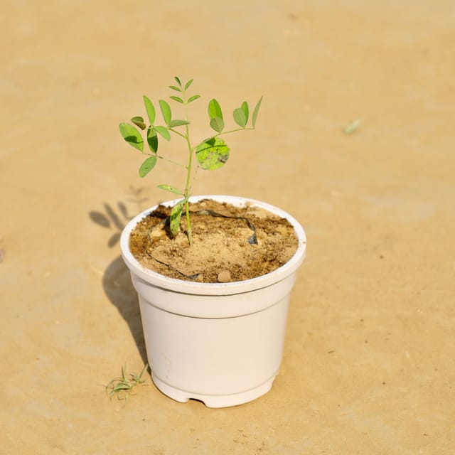 Aparajita in 4 Inch White Nursery Pot