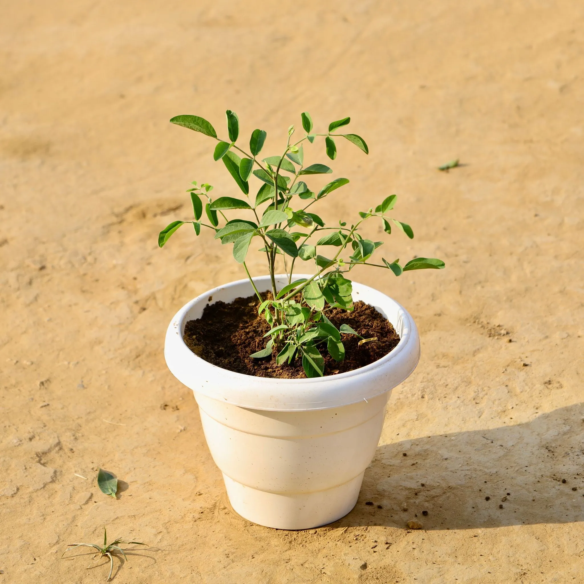 Aparajita (Any Colour) in 8 Inch White Classy Plastic Pot