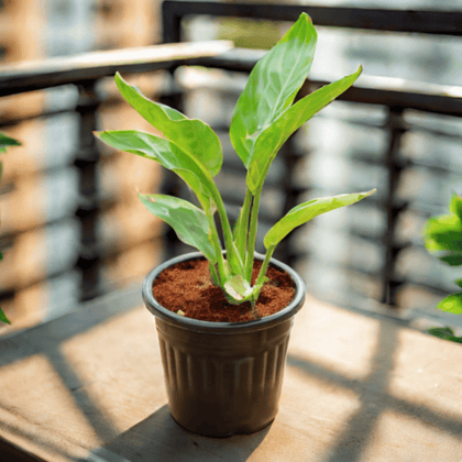 Bird of  Paradise  in 6 Inch Black Super Nursery Pot