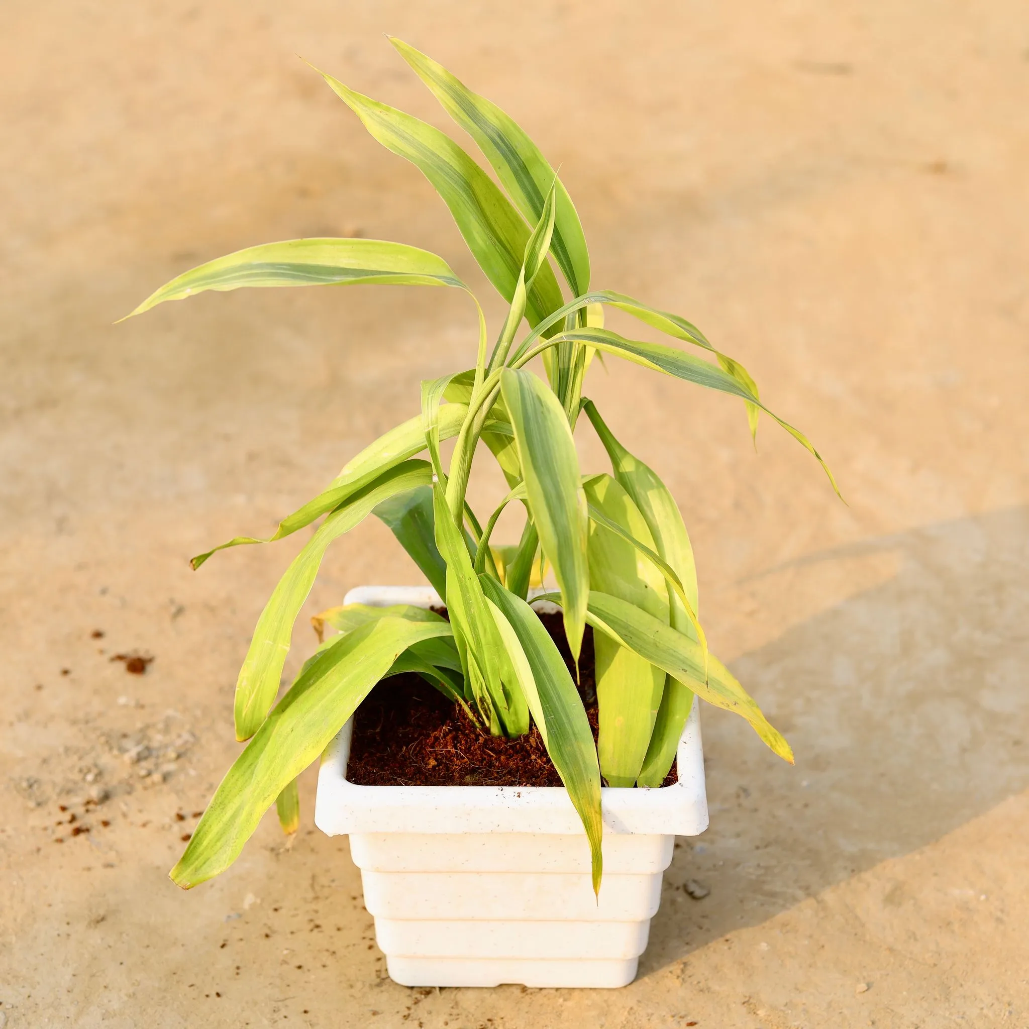 Golden Lucky Bamboo in 6 Inch White Marble Premium Orchid Square Plastic Pot
