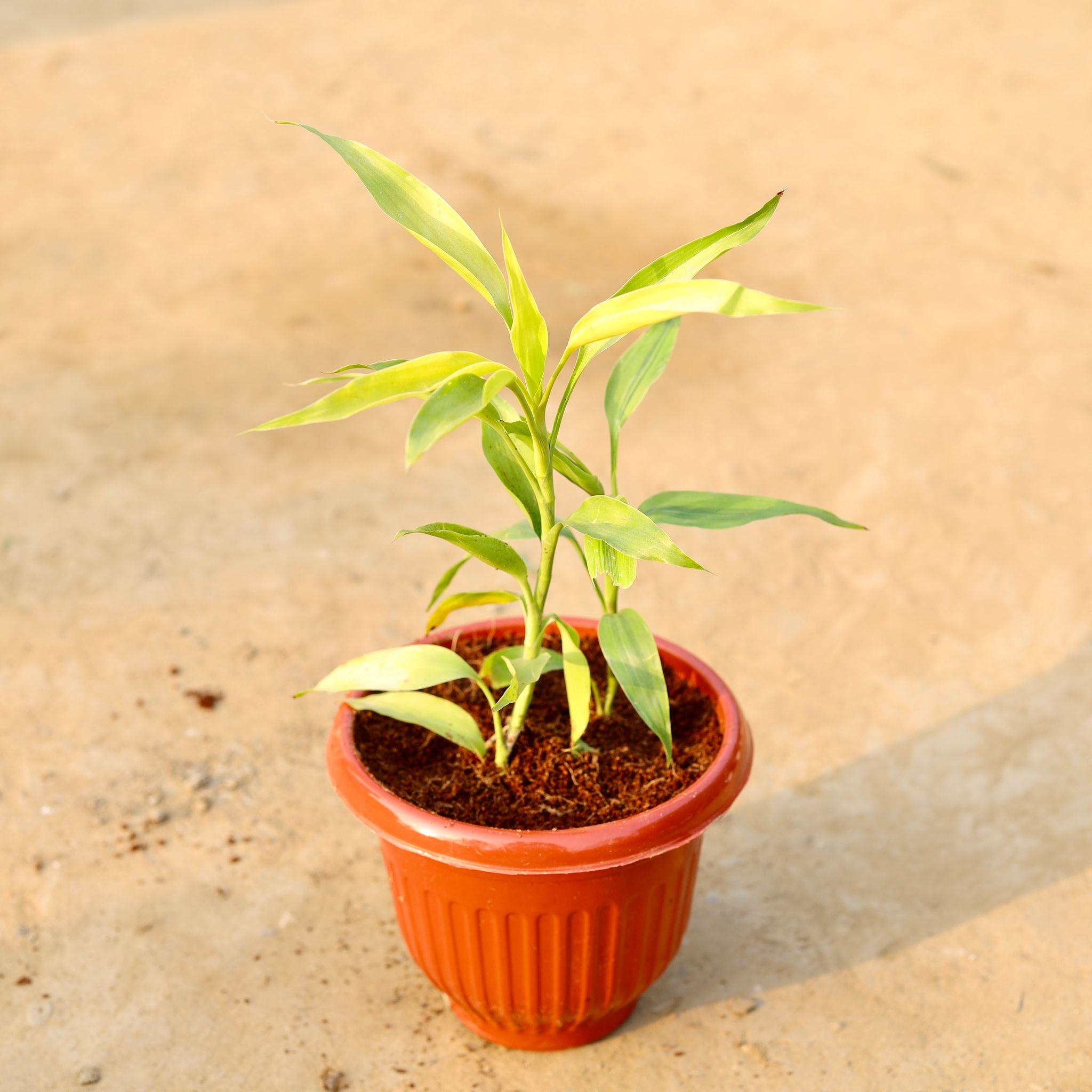 Golden Lucky Bamboo in 8 Inch Terracotta Red Olive Plastic Pot