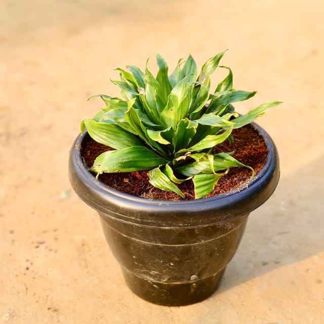 Dracaena Compacta in 8 Inch Black Classy Plastic Pot