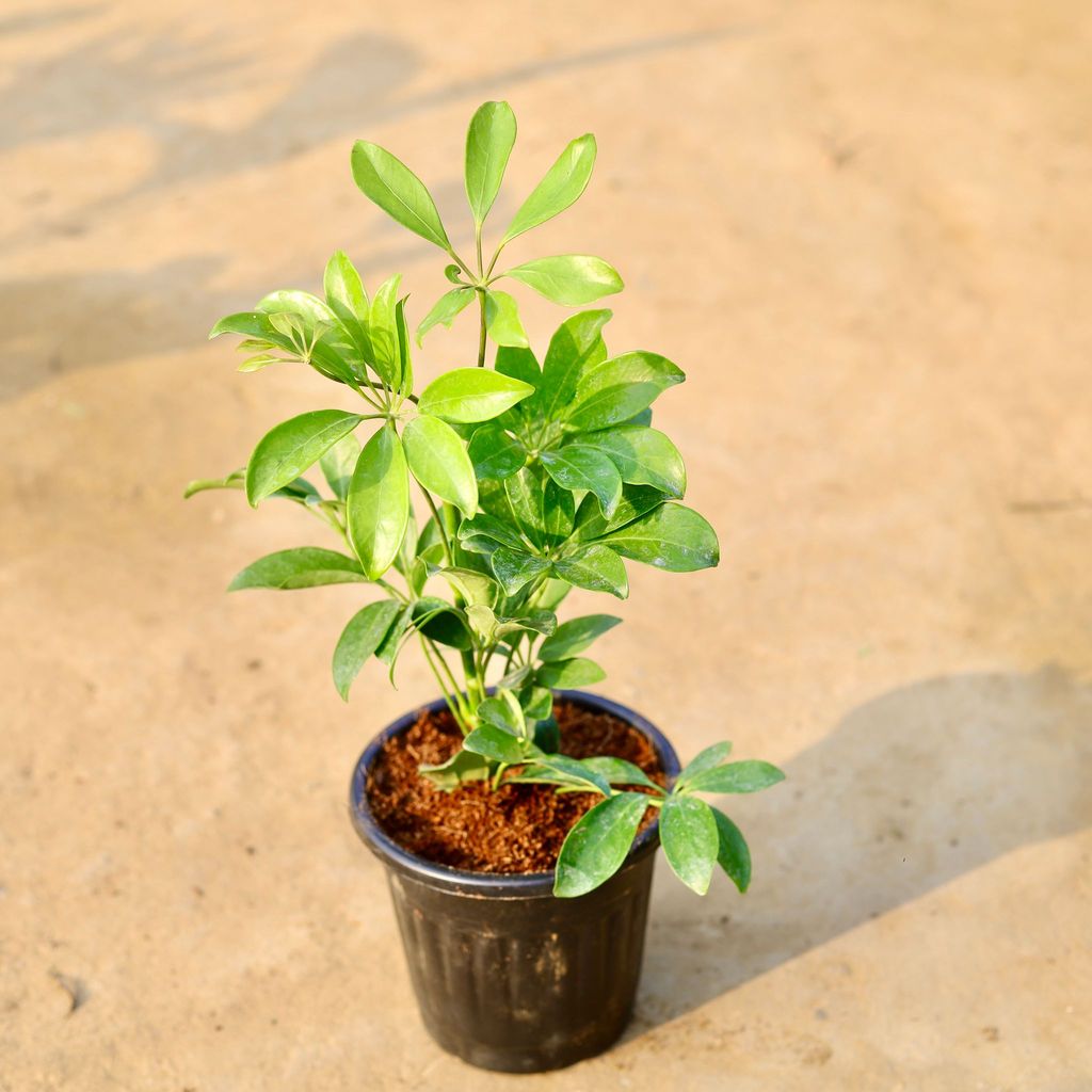 Buy Schefflera Green in 6 Inch Black Super Nursery Pot Online | Urvann.com Schefflera Green in 6 Inch Black Super Nursery Pot