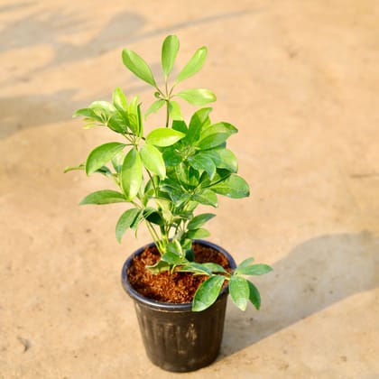 Buy Schefflera Green in 6 Inch Black Super Nursery Pot Online | Urvann.com