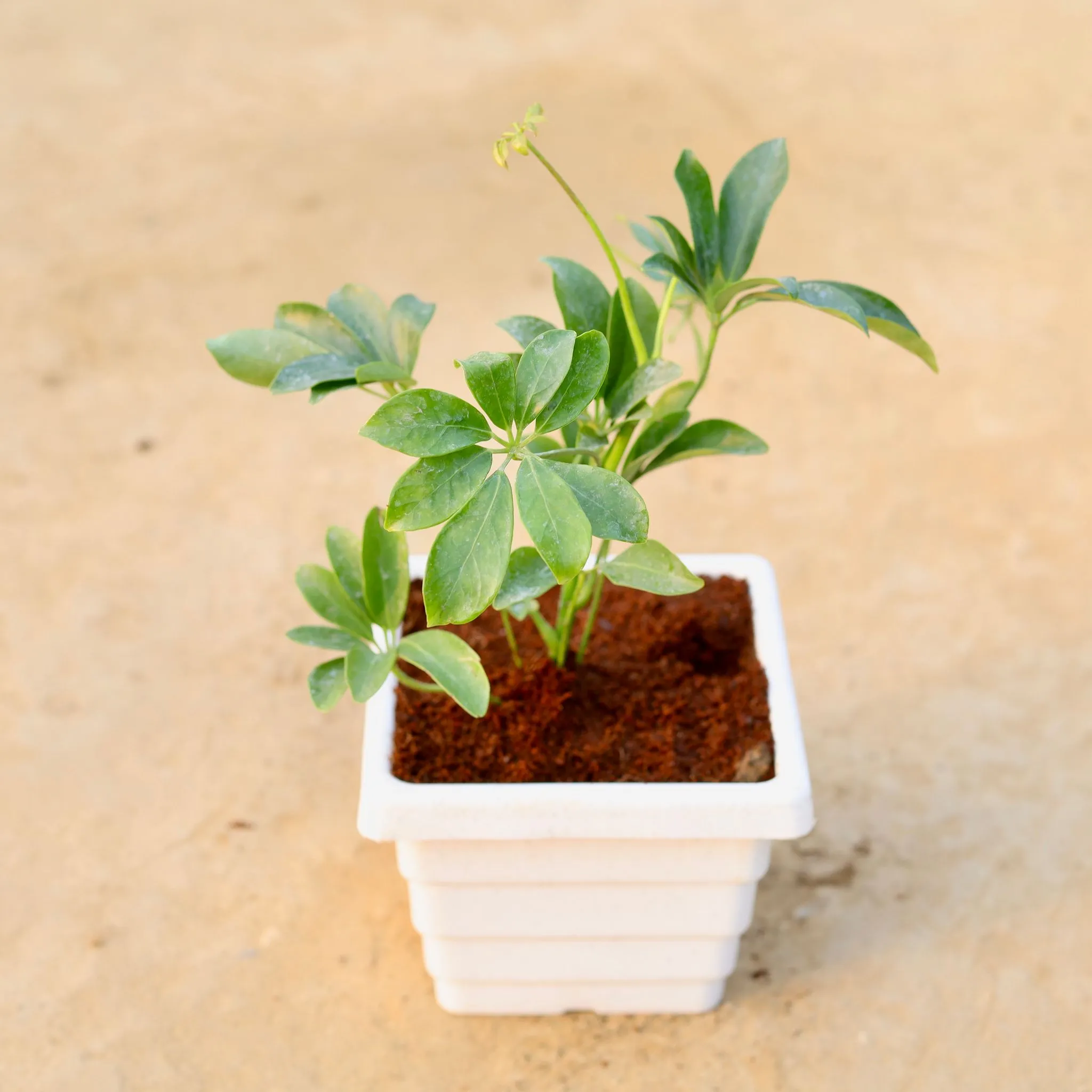 Schefflera Green in 6 Inch White Marble Premium Orchid Square Plastic Pot