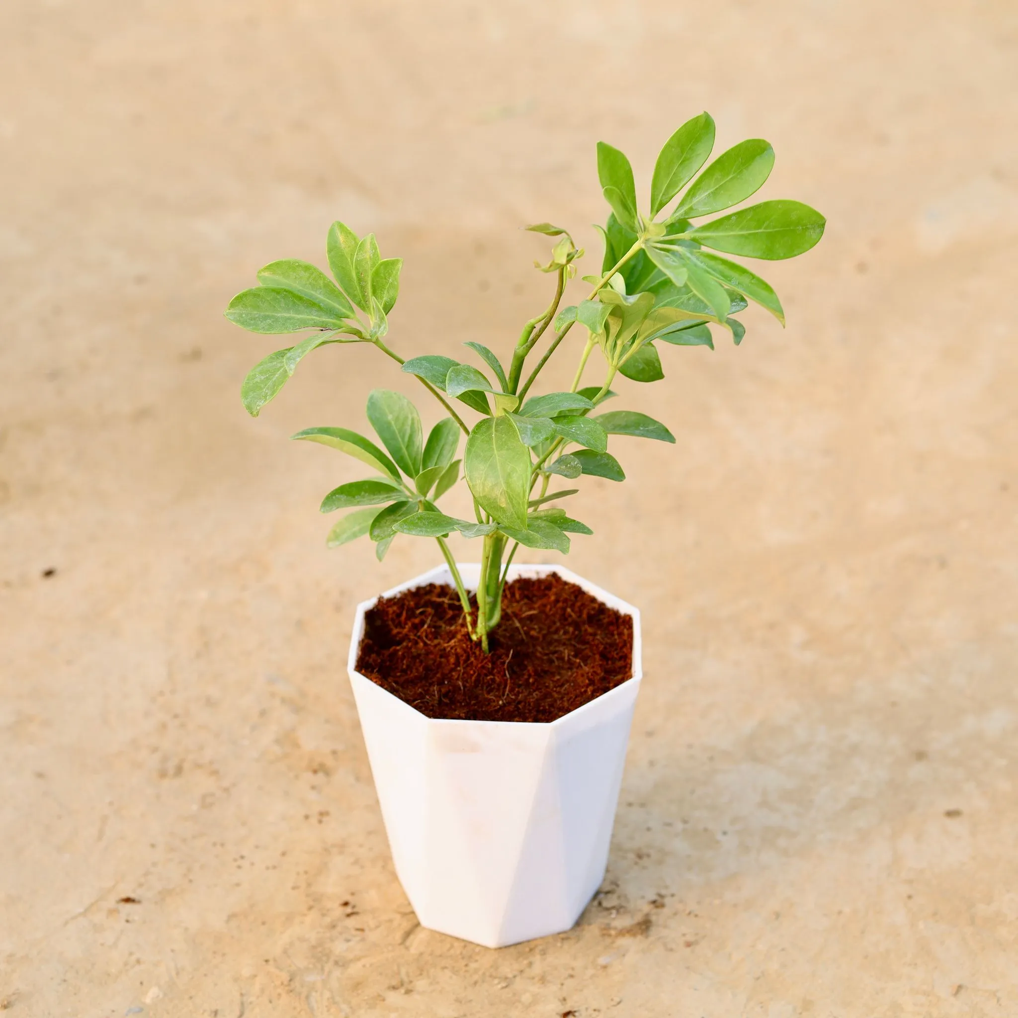 Schefflera Green in 6 Inch Marble White Premium Diamanti Plastic Pot