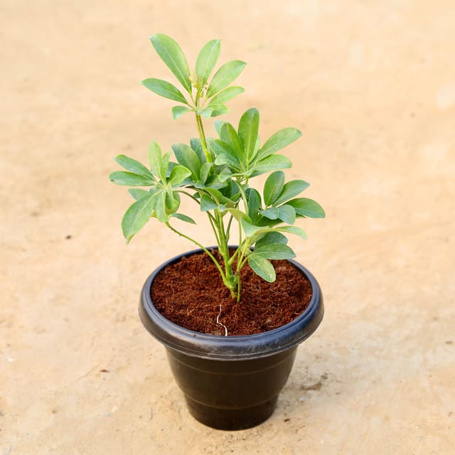 Schefflera Green in 8 Inch Black Classy Plastic Pot