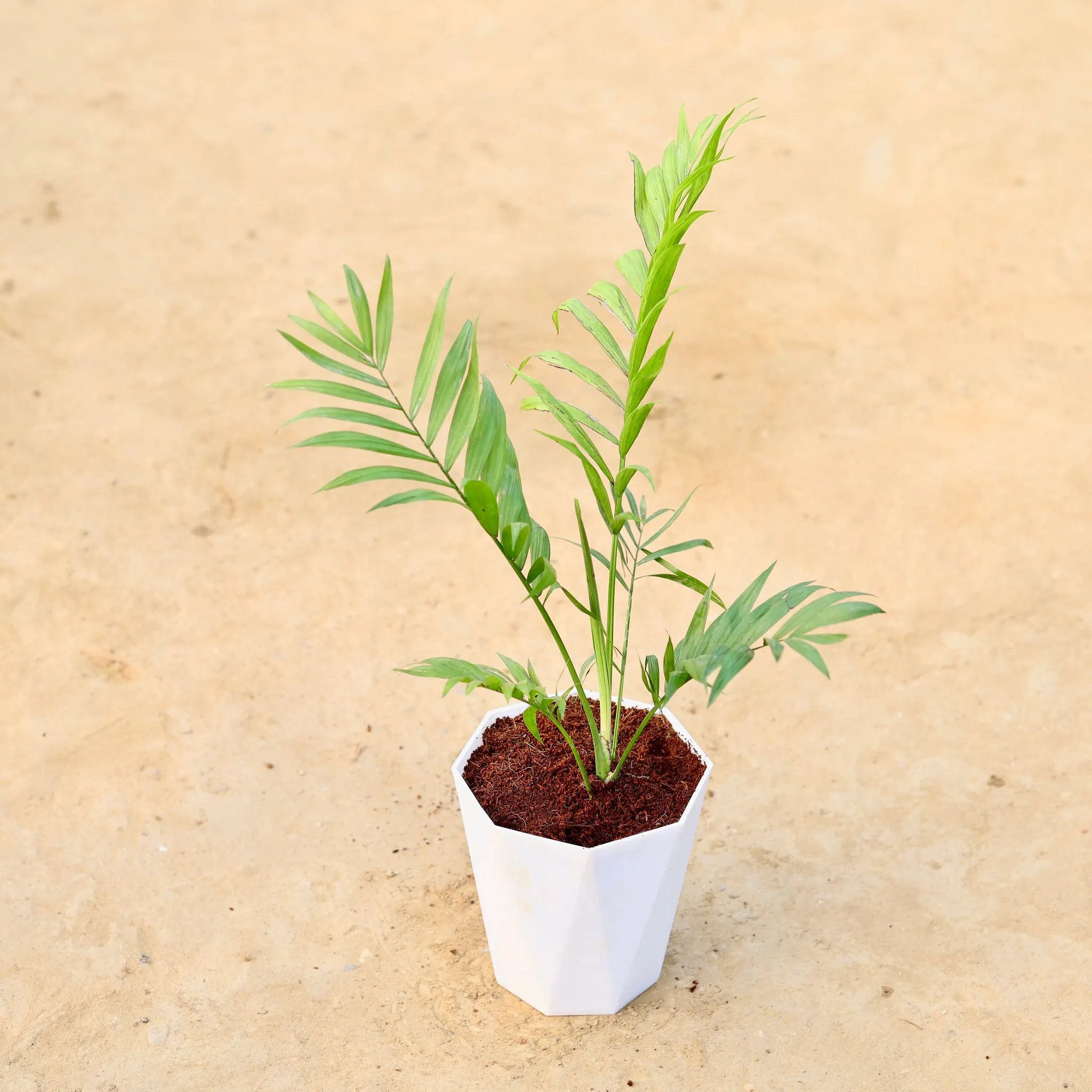 Chameadorea Palm in 6 Inch Marble White Premium Diamanti Plastic Pot