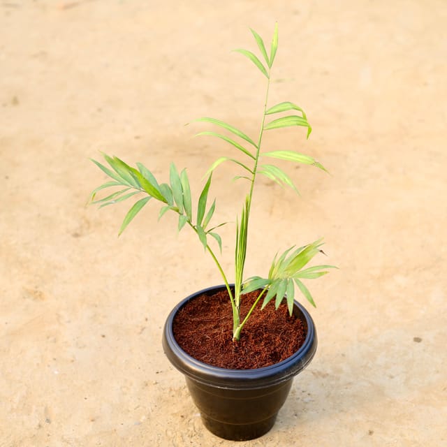 Chameadorea Palm in 8 Inch Black Classy Plastic Pot