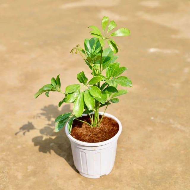 Schefflera Green in 6 inch White Super Nursery Pot