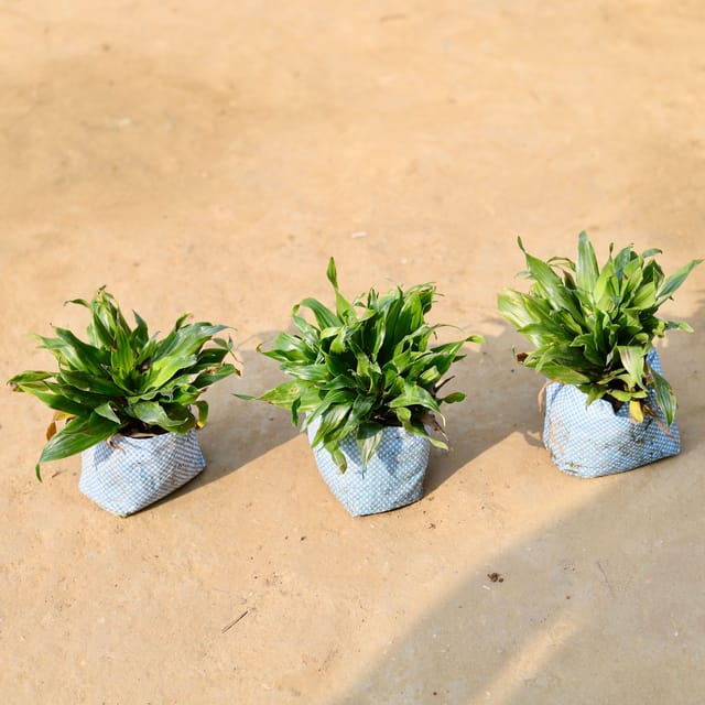 Set of 3 - Dracaena Compacta in 4 inch Nursery Bag