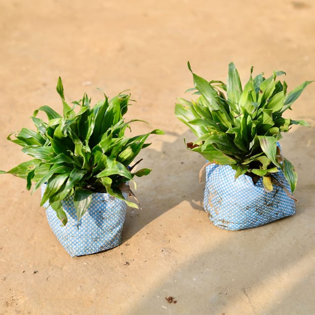 Set of 2 - Dracaena Compacta in 4 inch Nursery Bag