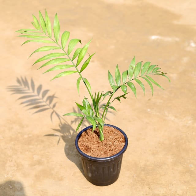 Chameadorea Palm in 6 inch Black Super Nursery Pot