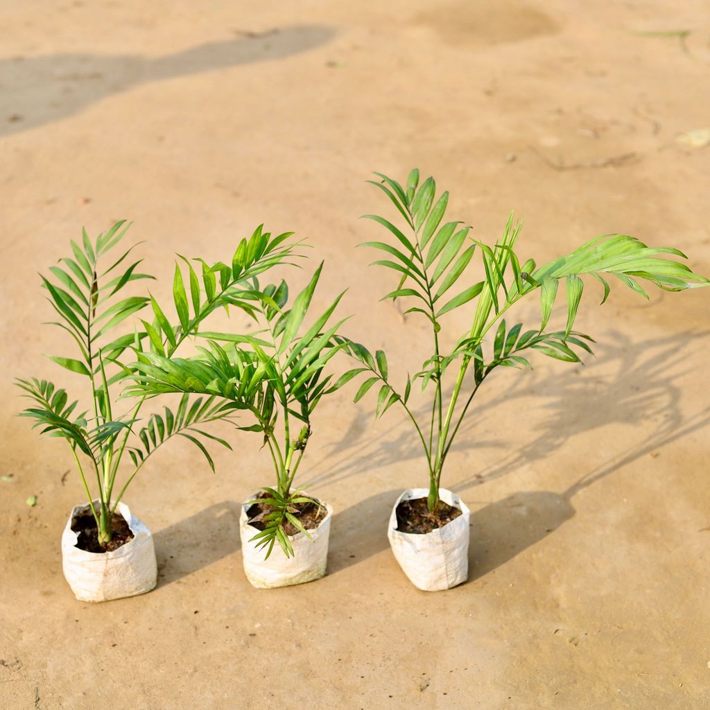 Buy Set of 3 - Chameadorea Palm in 4 inch Nursery Bag Online | Urvann.com Set of 3 - Chameadorea Palm in 4 inch Nursery Bag