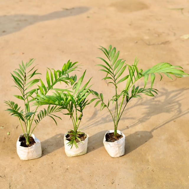 Set of 3 - Chameadorea Palm in 4 inch Nursery Bag