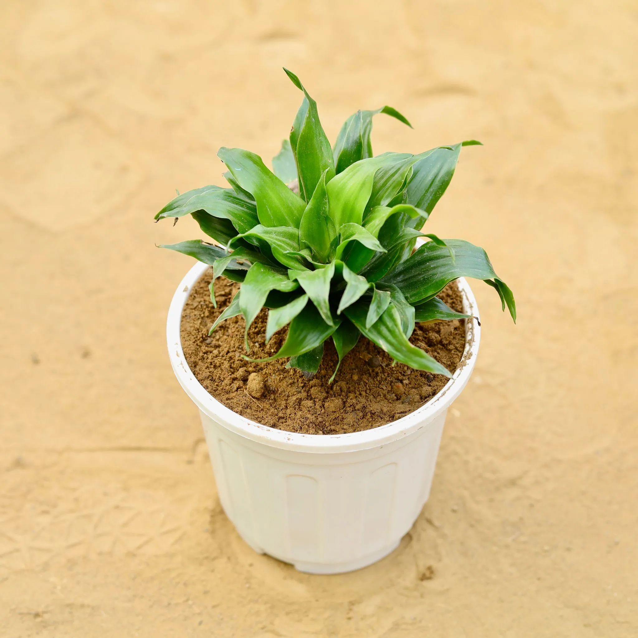 Dracaena Compacta in 6 inch White Super Nursery Pot